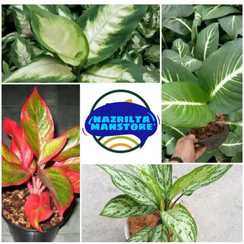 Paket 4 Tanaman Hias Aglonema Susu,Lipstik,Neon,Zebra