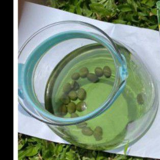 

umi green coffee