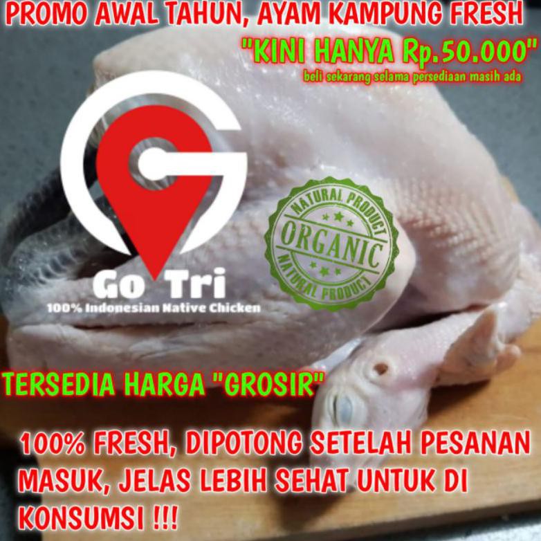 

( BISA COD ) Ayam Kampung Asli Fresh LIMITED EDITION [Kode 1|Kode 2|Kode 3|Kode 4|Kode 5|Kode 6|Kode