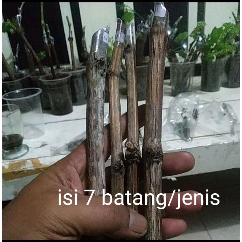 Cutting anggur import 7 batang