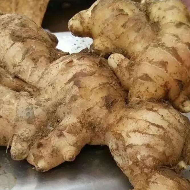 

Diskon Jahe Gajah / Jahe Putih Segar 500 gram Diskon