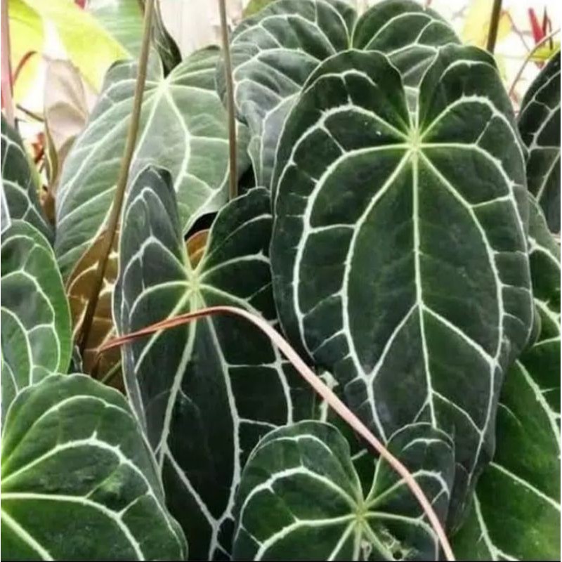 Tanaman hias kuping gajah daun lebar - Pohon kuping  Jumbo