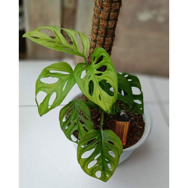 monstera acuminata/janda bolong