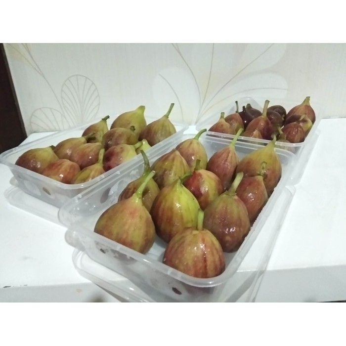 Buah Tin Buah Fig Segar Size L Shopee Indonesia