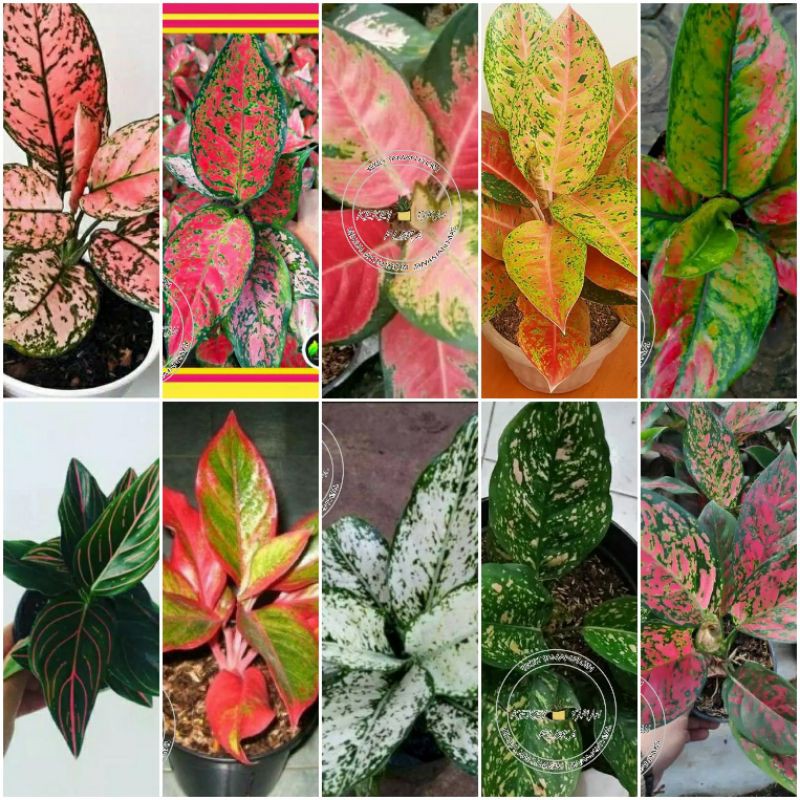 Paket Hemat 10 Aglonema Dewasa Rimbun - Bunga Aglonema