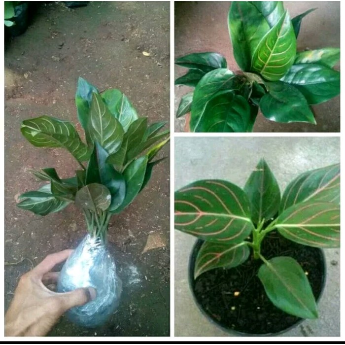 Aglaonema Rotundum - aglonema rotundum