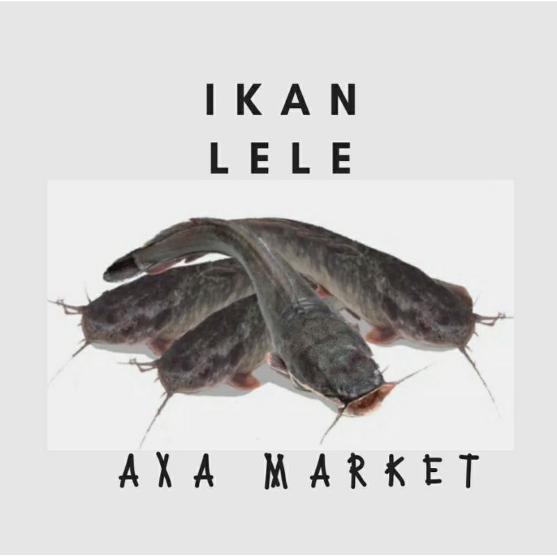 

IKAN LELE / BERAT 500gr