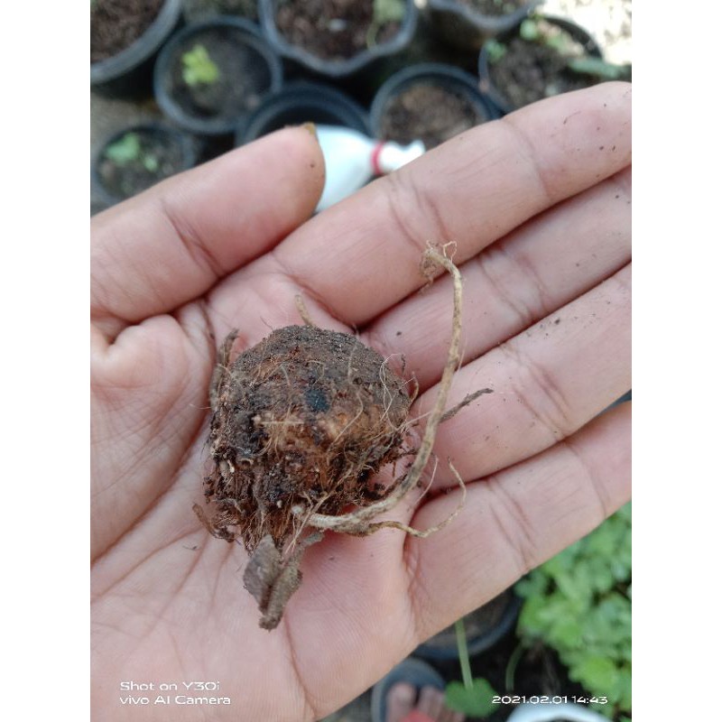 

Makanan Ringan Kerupuk (Umbi Baret)