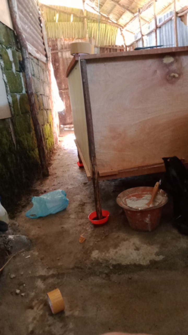 Promo Telur Jangkrik Alam 5 Onz