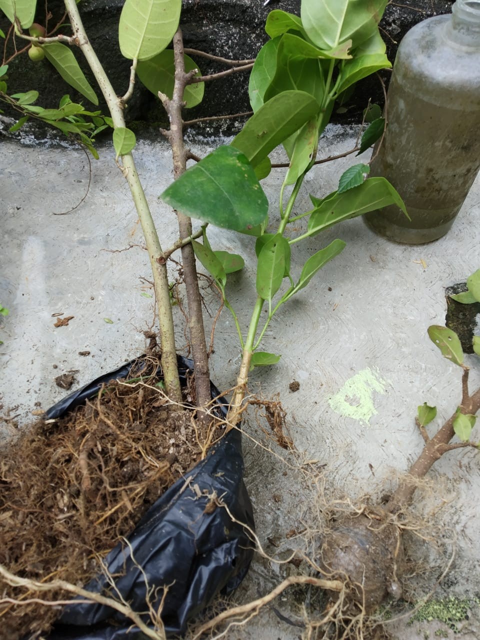 Bahan Bonsai Amplas Taiwan Import