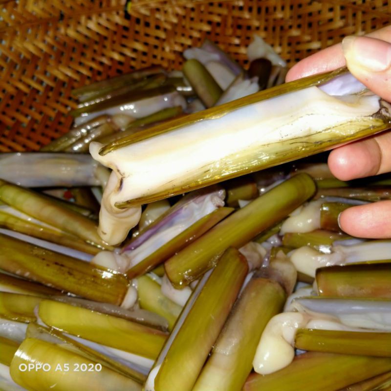 

kerang bambu