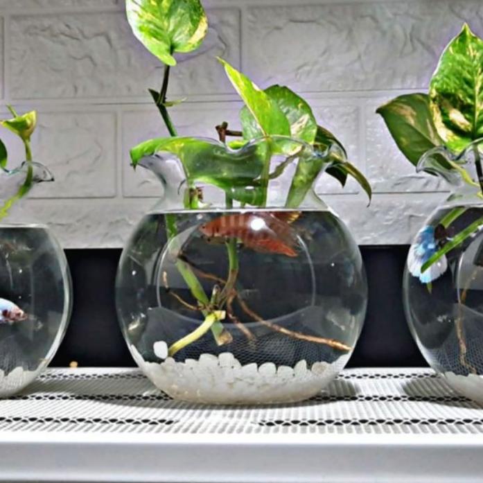 AQUARIUM BULAT - AQUARIUM HIAS - AQUARIUM CUPANG