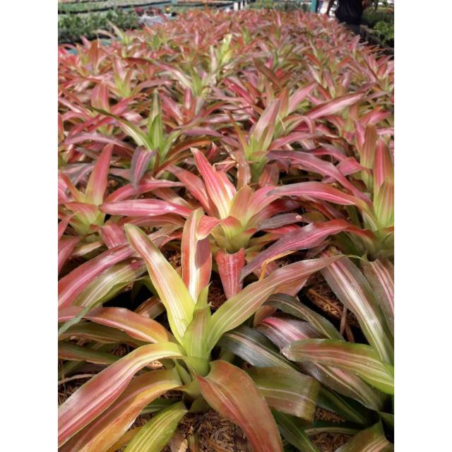 Tanaman Hias Bromelia Tricolour - BakulKembang