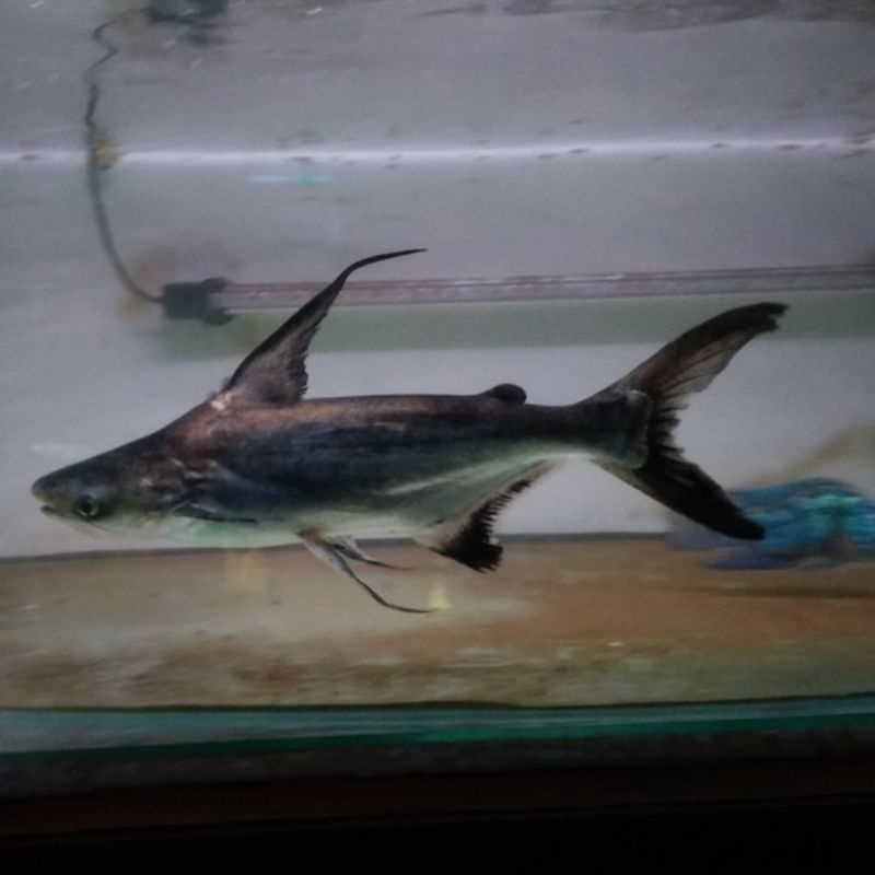 Ikan Hiu Air Tawar / Genghis Khan Fish