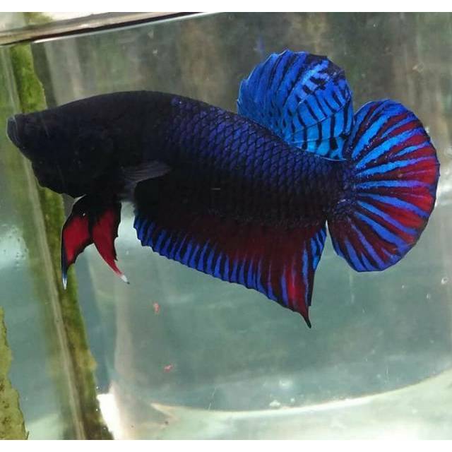 4300 Gambar Ikan Cupang Medan Terbaru