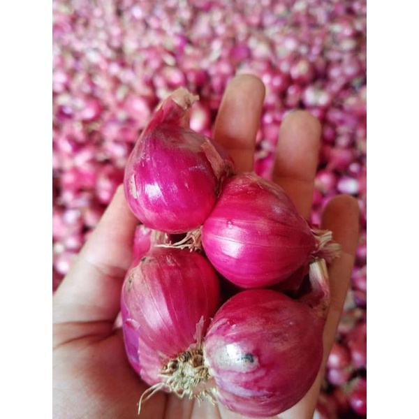 

Bawang Merah 500 gr