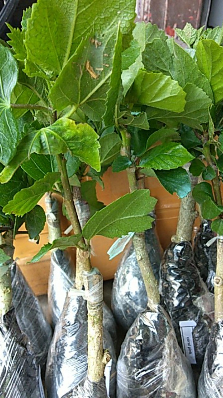 Paket Hemat Hibiscus 10pcs