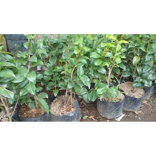 Bibit Bunga Camelia Hidup Shopee Indonesia Bibit Bunga Camelia Hidup Shopee Indonesia
