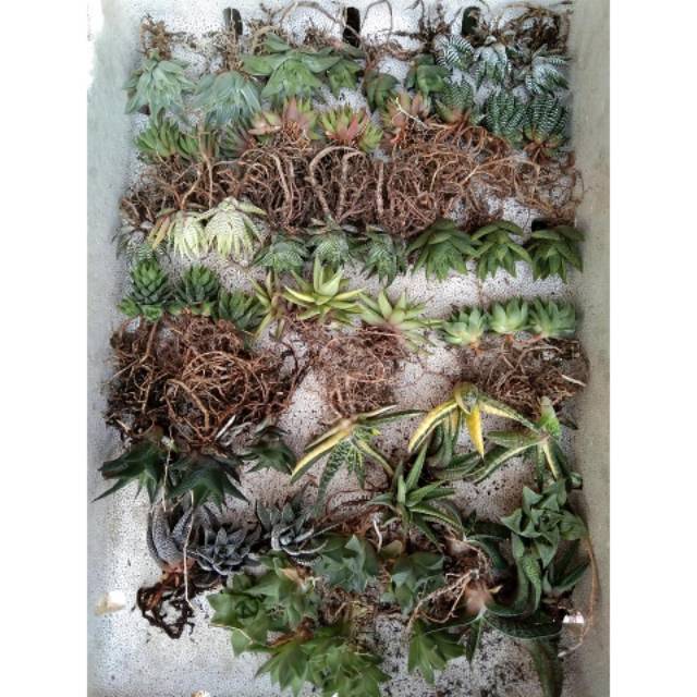 

Paket haworthia 20pcs