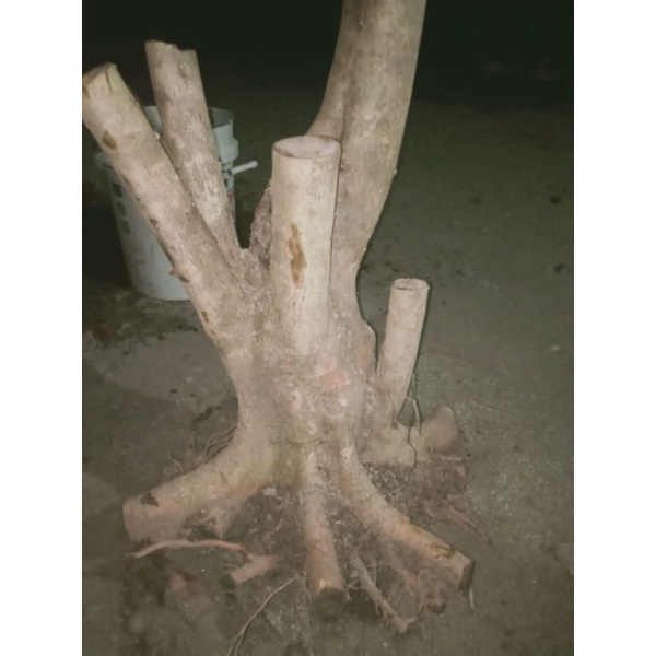 bonggol wahong real bahan bonsai stek sancang