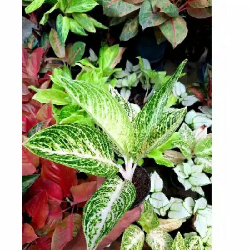 aglonema legacy putih/legacy white remaja