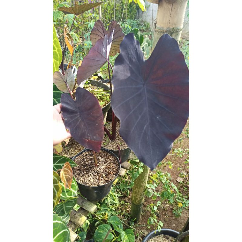 tanaman hias keladi caladium black magic hitam