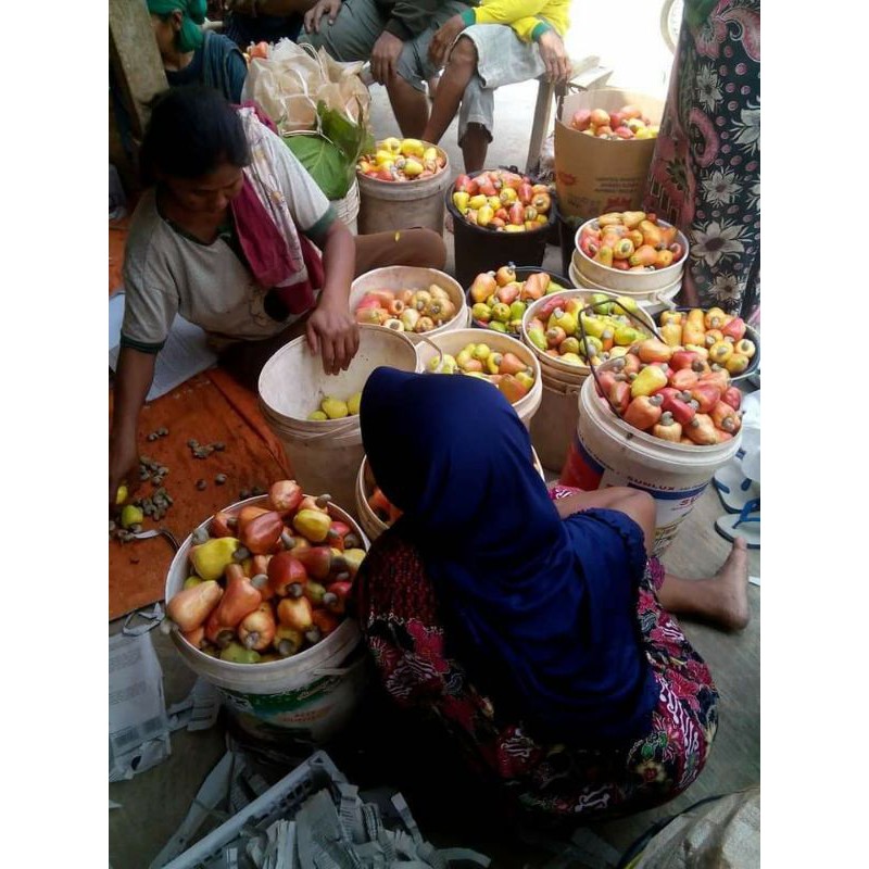

jambu mede/jambu monyet