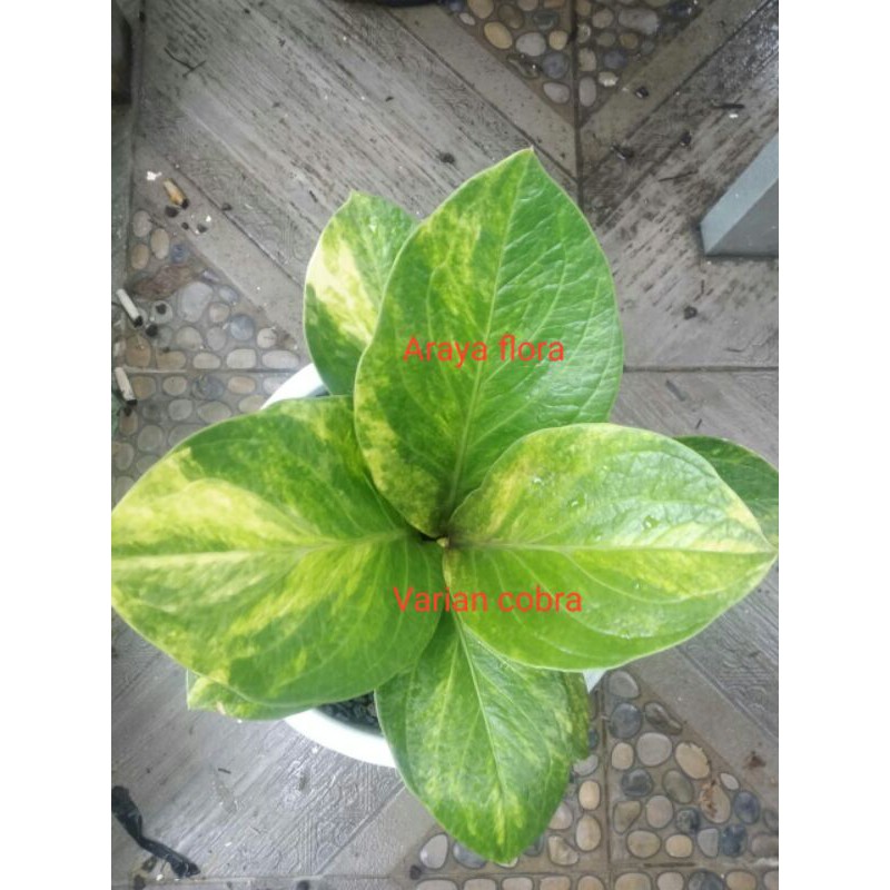 Jemani Varian cobra Anthurium Koleksi Karakter