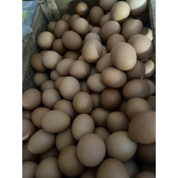 

telor