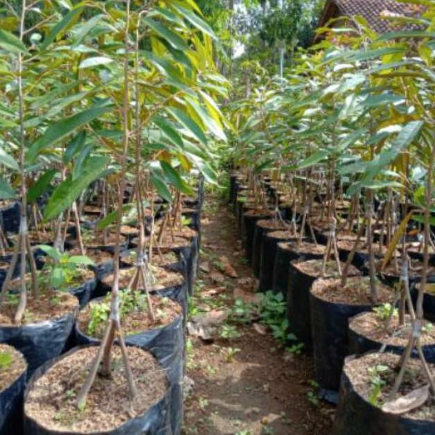 Kw A Bibit Tanaman Buah Durian Montong Kaki 3 Tinggi 1 Meter