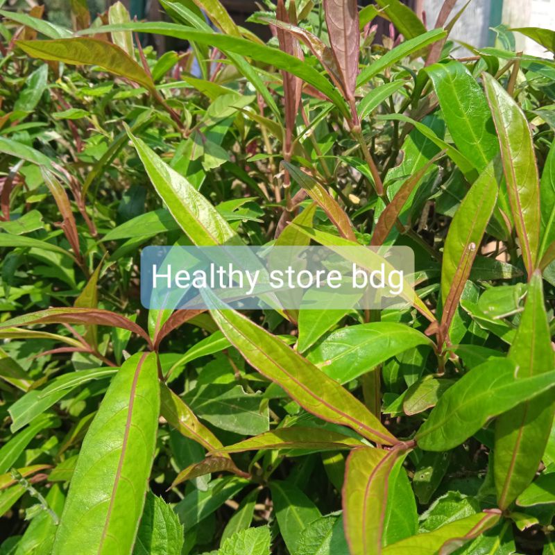 

Daun Prasman Atau Gandarusa Segar 250 Gram