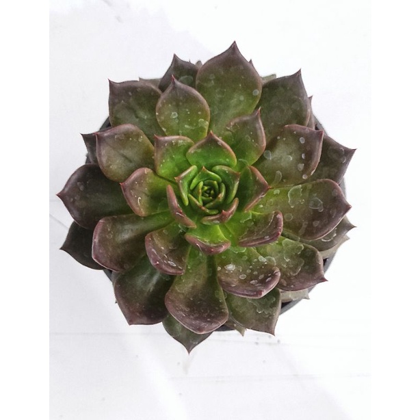 Echeveria Black Prince (free pot putih 10cm)