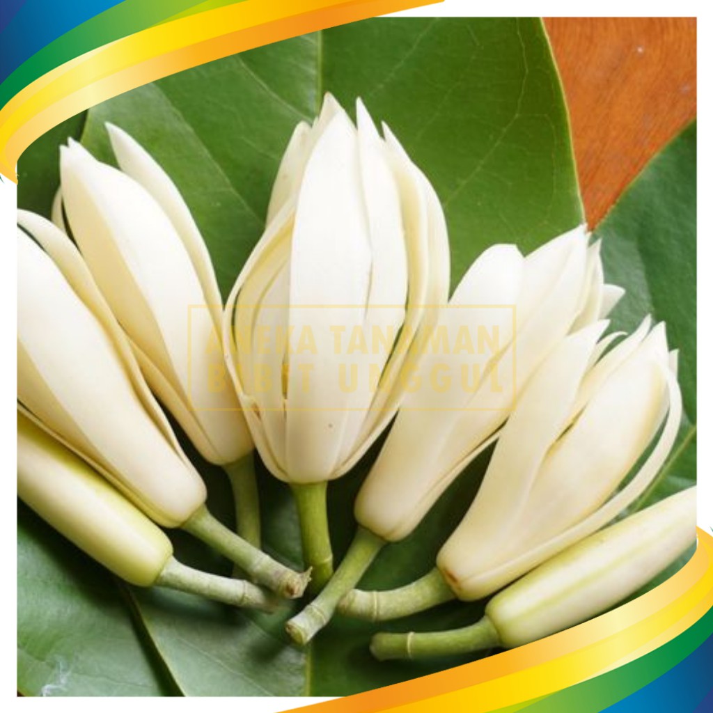 Paket 2 Bibit Bunga Kantil Cempaka Putih