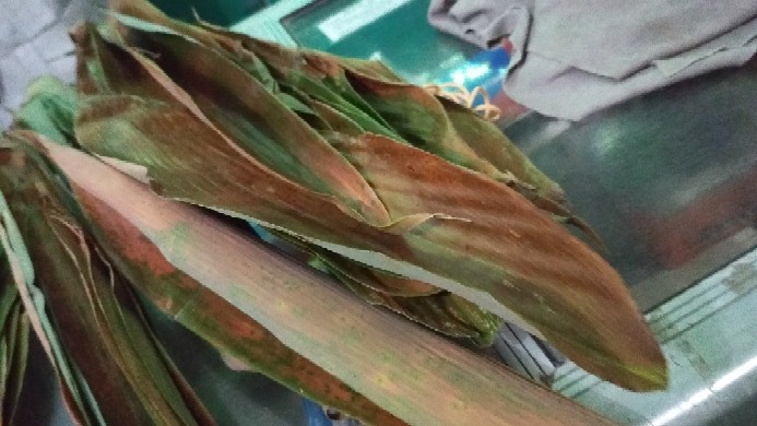 Daun Bambu Segar Per  1 Kg Bakcang. Bacang.