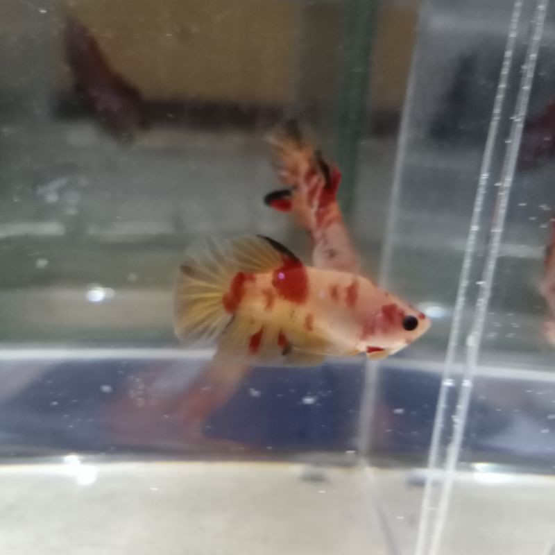 

Ikan Cupang Yellow Base Multicolour