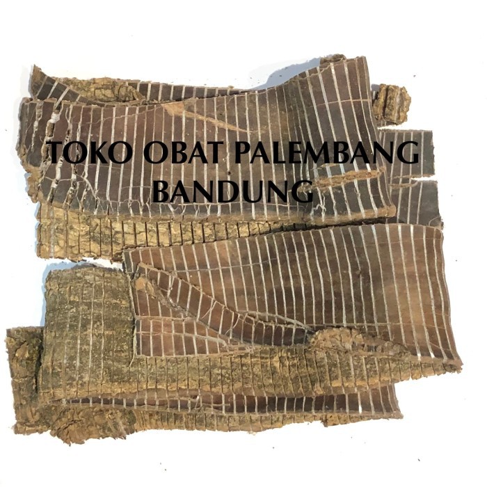 

DU ZHONG 100GR CU CUNG DUZHONG TO TIONG Eucommia Bark TOTIONG DUCUNG