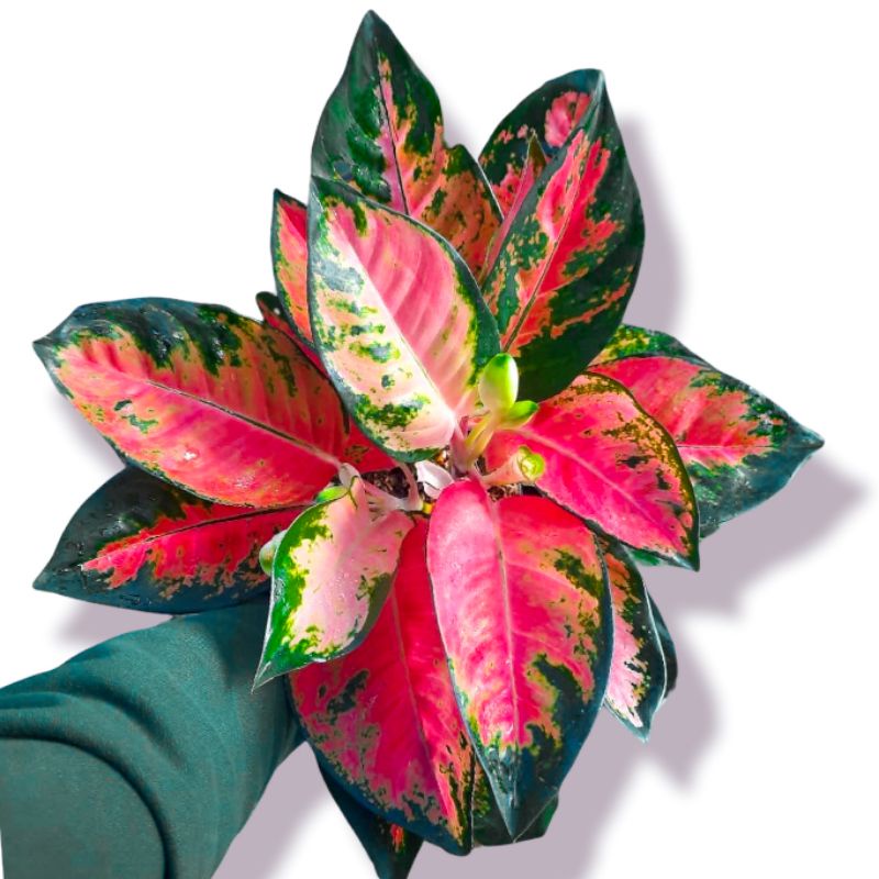 Aglonema Kochin paramruay merah Tanaman Hias aglonema Kochin Paramruay Merah