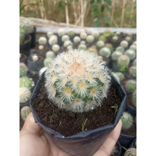 kaktus mammilaria carmenae /kaktus impor/kaktus murah