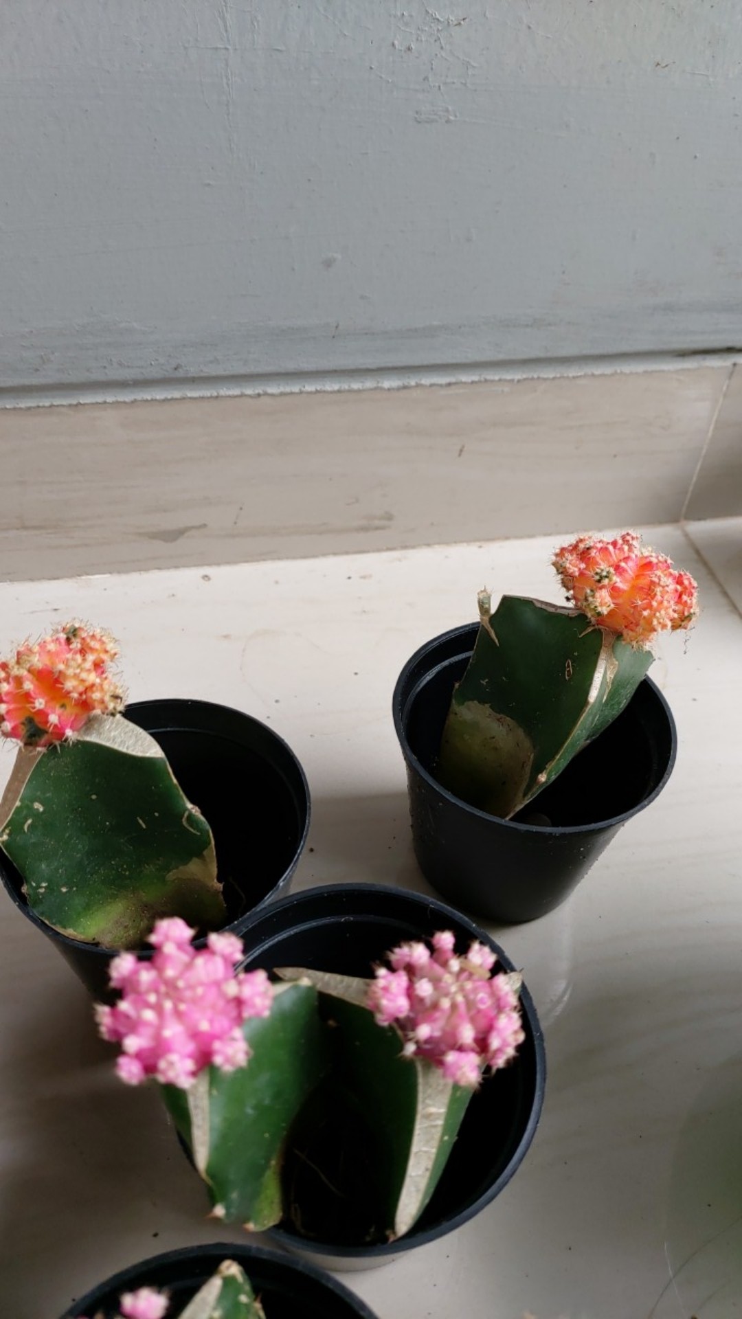 1pot Kaktus Gimno Trikaler