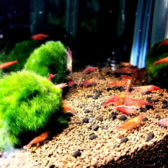 Red Cherry Shrimp Aquascape Aquarium Hiasan Udang Promo Shopee Indonesia