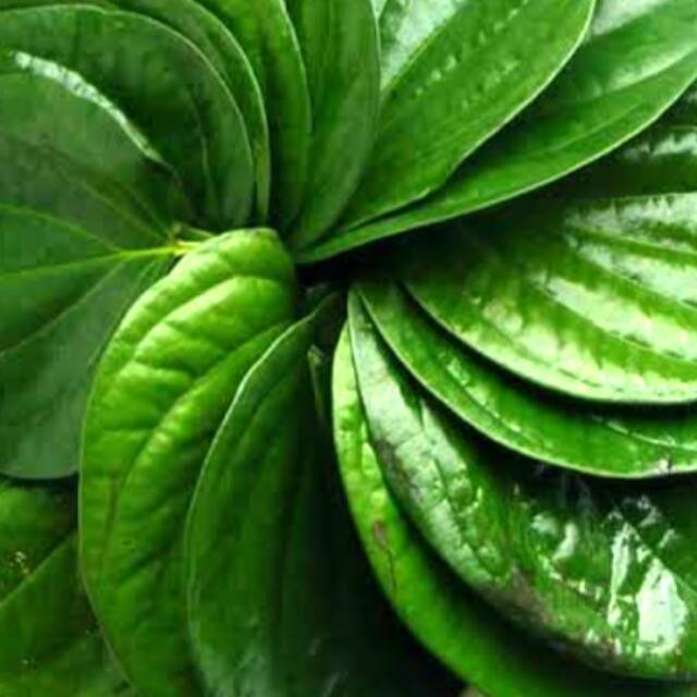 

daun sirih 50 lembar