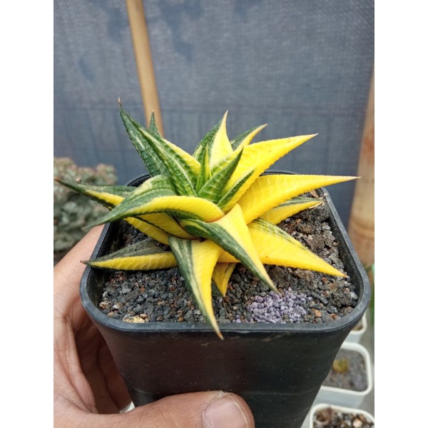 Haworthia Limifolia Variegata