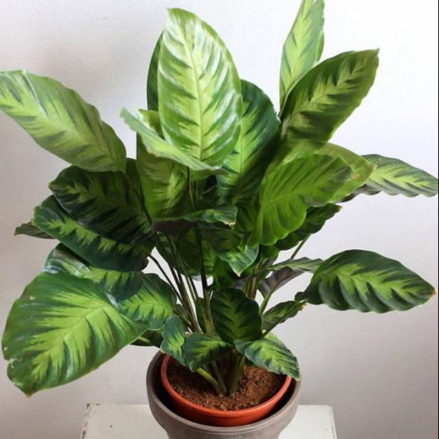 Tanaman hias hidup indoor calathea albertii kalatea - tanaman hidup calathea-bunga hidup calathea-tanaman hias hidup calathea-calathea bunga hidup-tanaman hias hidup