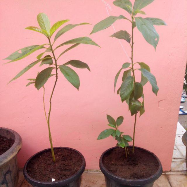 Bibit Pohon Alpukat Mentega