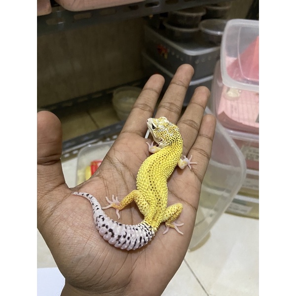 Leopard Gecko Female MSE Reverse Stripe LF PH Tremper Cakep No. 859