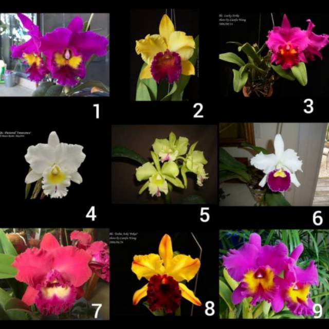 Anggrek Cattleya remaja