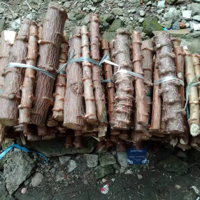 Bibit singkong mentega kuning