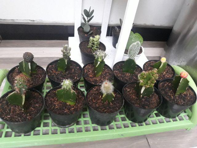 Kaktus Hoya
