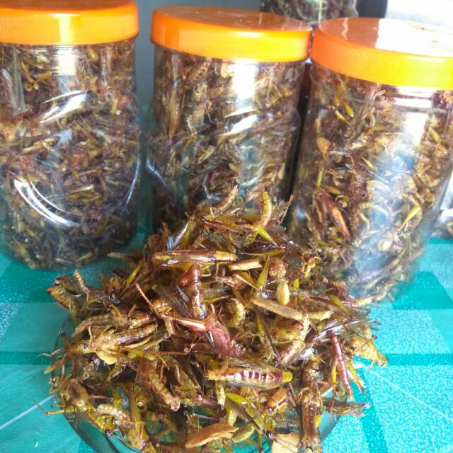 

Belalang goreng paket 3 toples