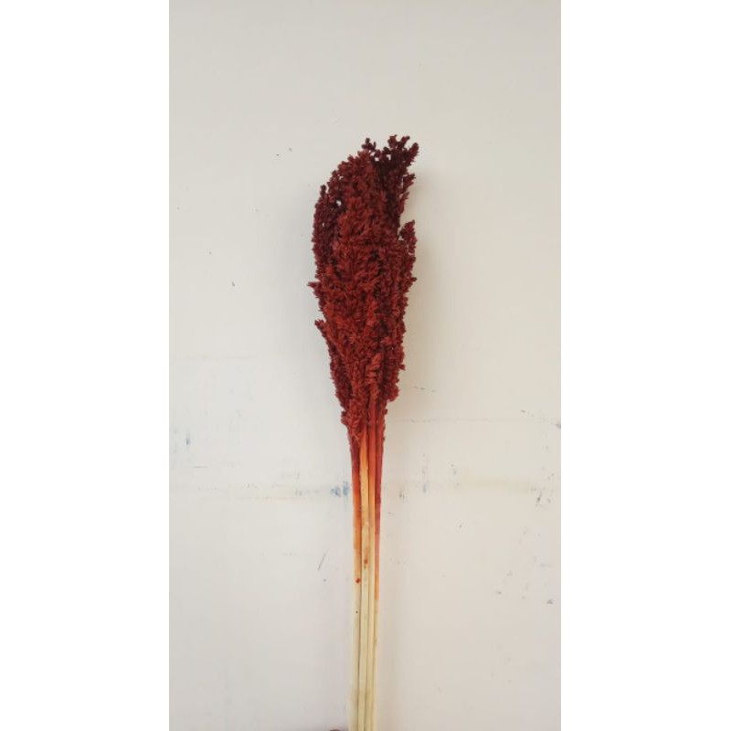 

Bunga cantel / sorgum coklat mocha / bunga cantel coklat mocha (1 ikat)